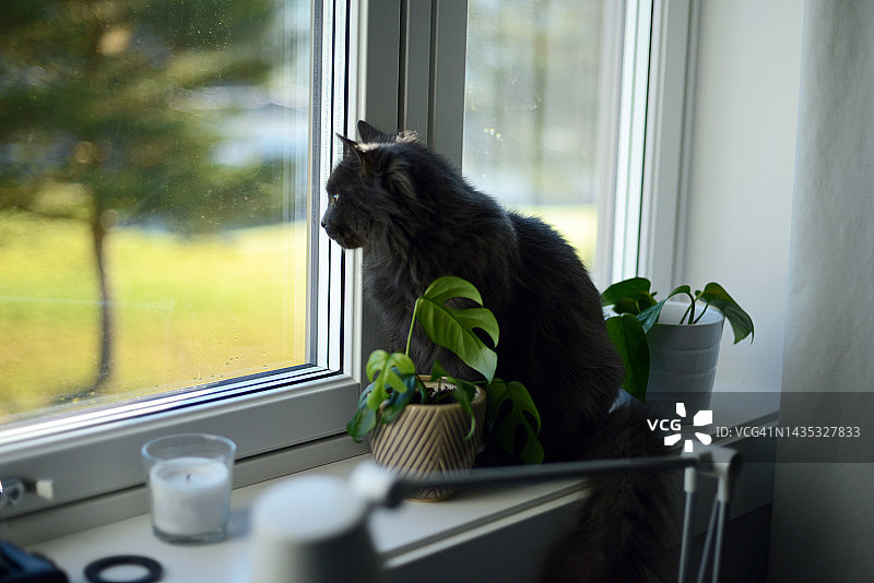 坐在窗台上的黑猫图片素材