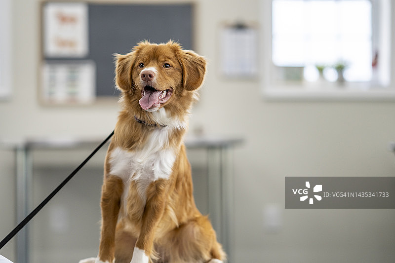 在兽医诊所的狗图片素材