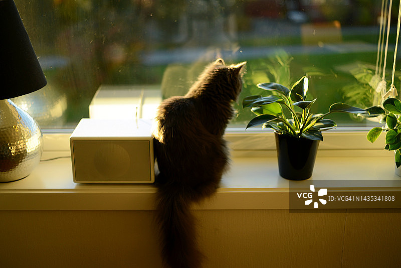 坐在窗台上的黑猫图片素材