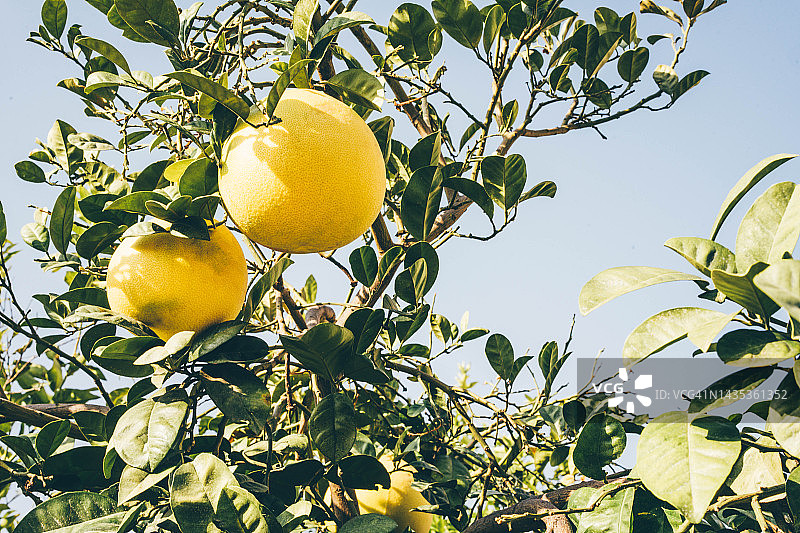 树上的柚子图片素材