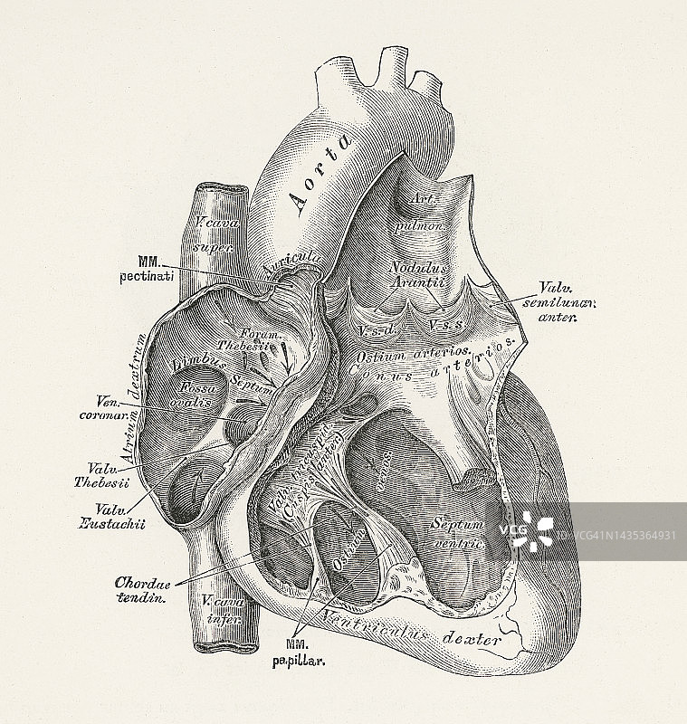 人体心脏解剖结构横截面老旧雕刻插图图片素材