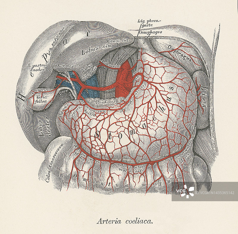 人体循环系统古老彩色石印插图 - 腹腔动脉图片素材