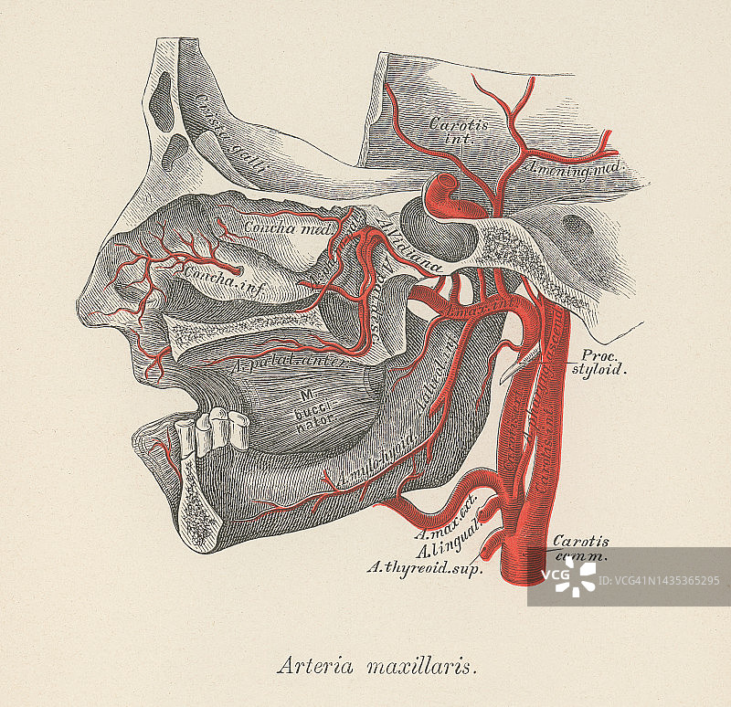 人体循环系统古老彩石版画：上颌动脉图片素材