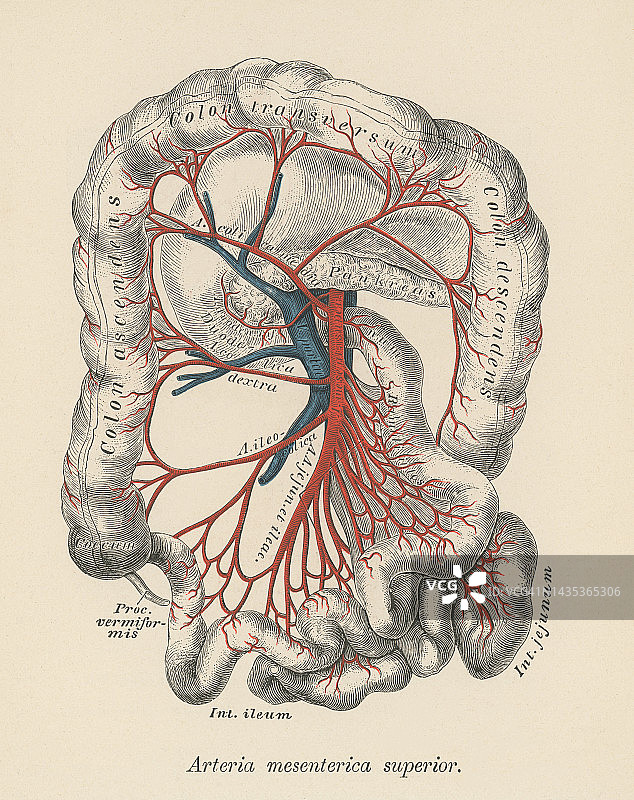 人体的下肠系膜动脉古老彩色石印插图图片素材