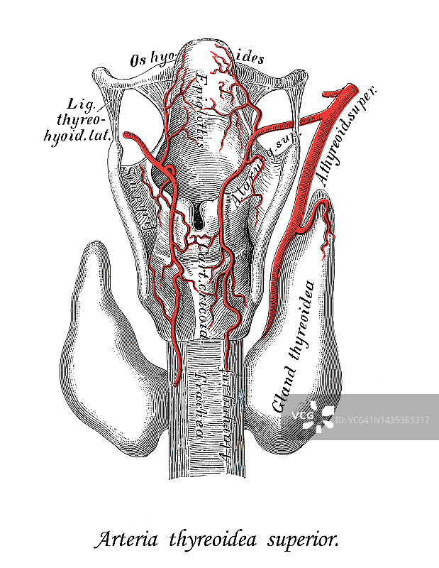 人体循环系统彩色石印插图——甲状腺上动脉图片素材