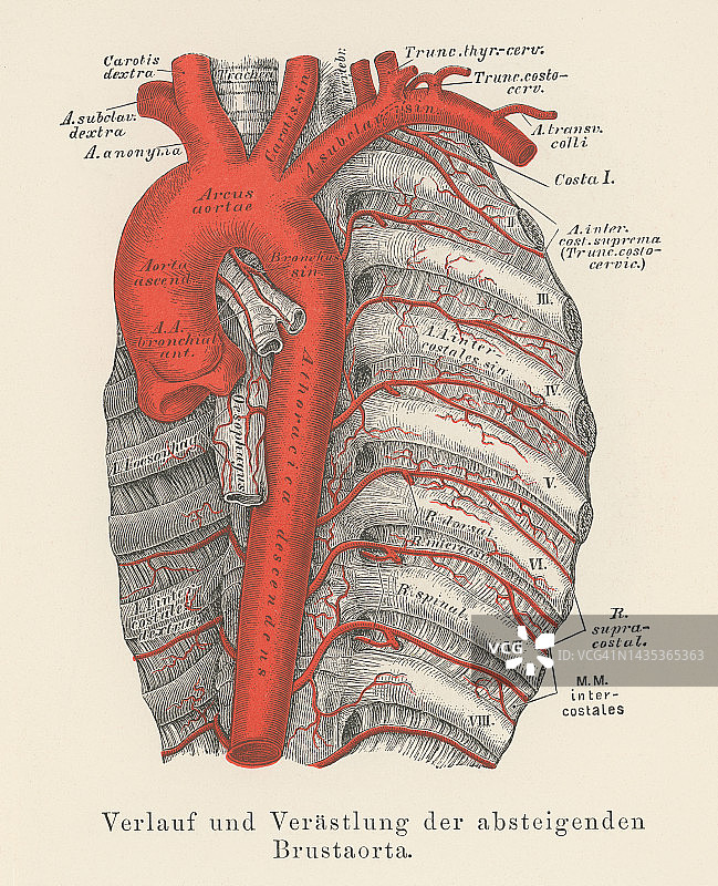 老式彩石版画：人体循环系统 - 胸主动脉图片素材