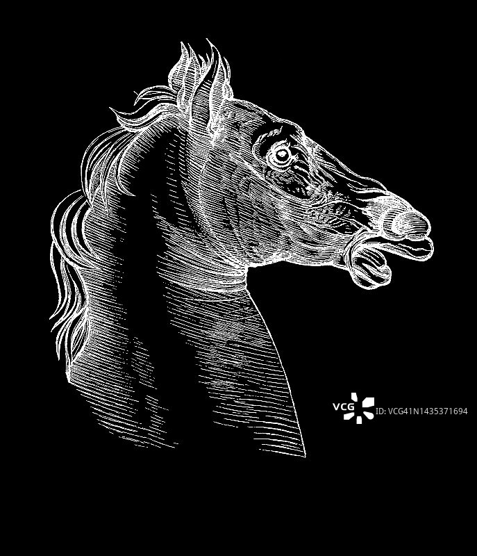 列奥纳多·达·芬奇的马头雕刻插图图片素材