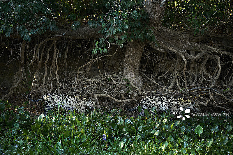 美洲豹和它的幼崽图片素材