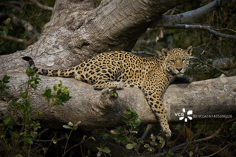 休息中的美洲虎图片素材