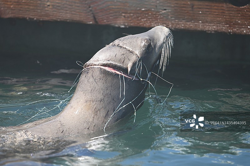 在加利福尼亚州奥克斯纳德太平洋中游泳的野生海狮头部被渔线缠绕图片素材