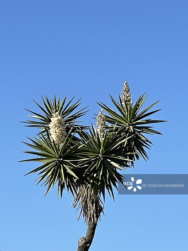 加利福尼亚阳光下，蓝天下完美的丝兰树图片素材
