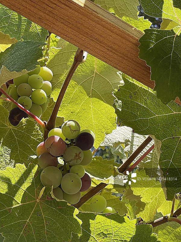 在加州中部的一家酿酒厂，葡萄在葡萄藤中生长图片素材