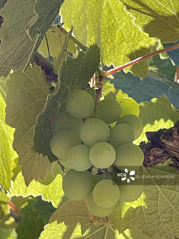 在加州中部的一家酿酒厂，葡萄在葡萄藤中生长图片素材