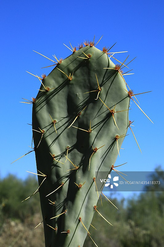 仙人掌植物特写图片素材