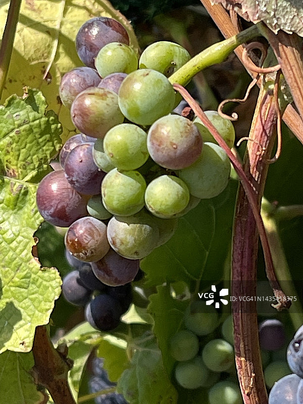 在加州中部的一家酿酒厂，葡萄在葡萄藤中生长图片素材