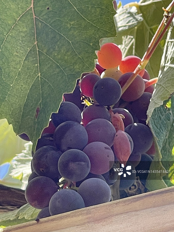 在加州中部的一家酿酒厂，葡萄在葡萄藤中生长图片素材