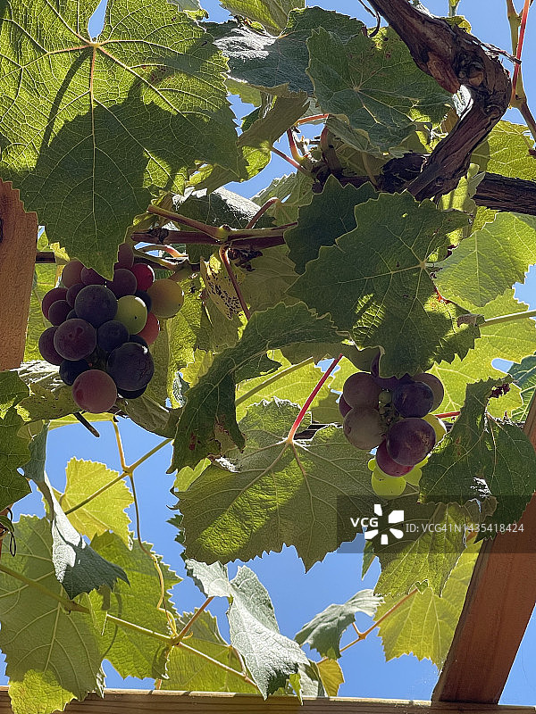 在加州中部的一家酿酒厂，葡萄在葡萄藤中生长图片素材