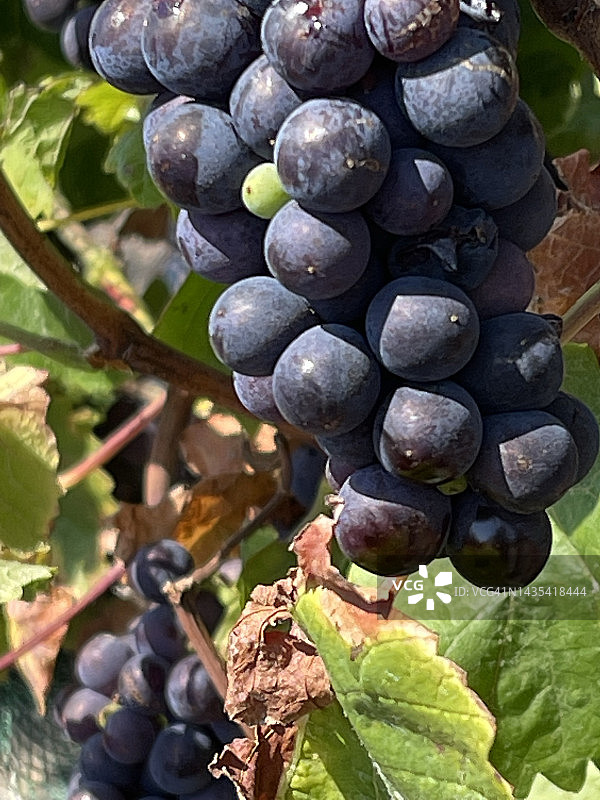 在加州中部的一家酿酒厂，葡萄在葡萄藤中生长图片素材