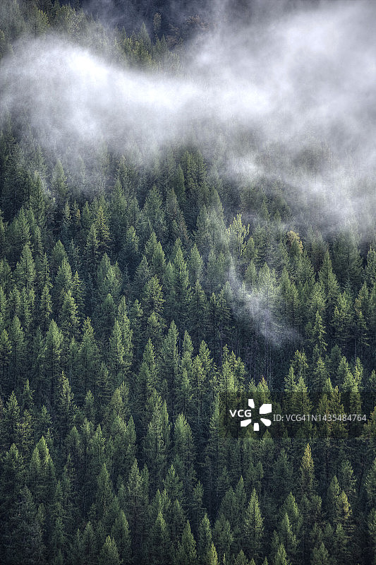 笼罩在雾中的常绿森林图片素材