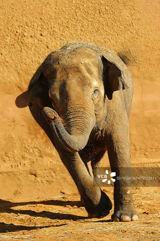 奔跑的小象图片素材