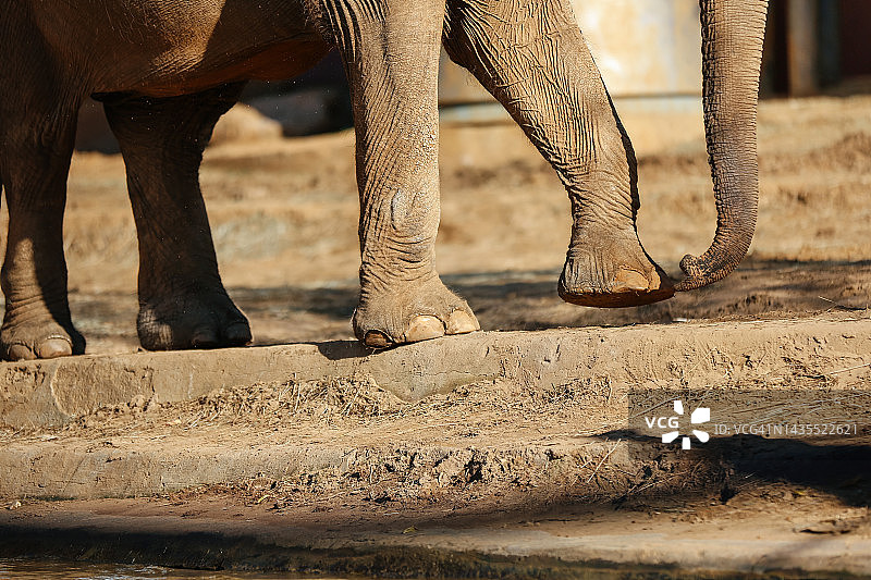 沙地背景下的大象腿局部图片素材