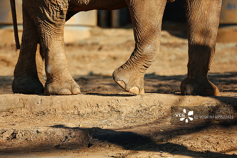 沙地背景上的象脚图片素材