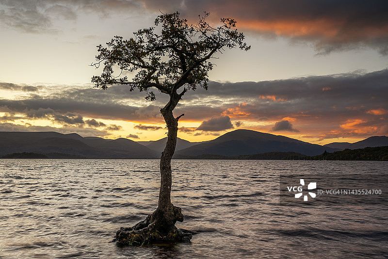孤独的树，苏格兰罗蒙湖图片素材