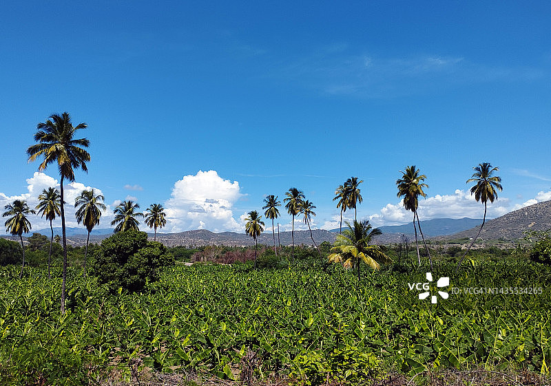 香蕉种植园中的高大椰子树图片素材