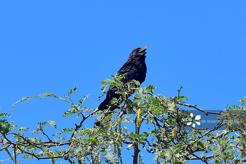 滑嘴犀鹃图片素材