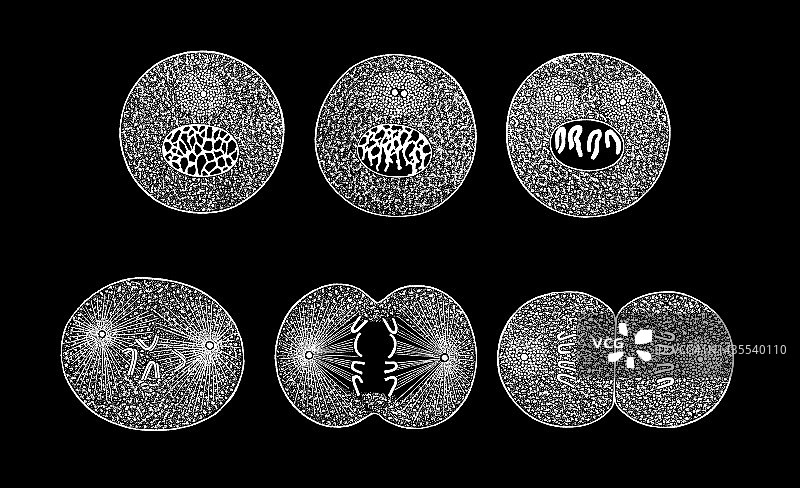 受孕后卵子最初变化的老式雕刻插图图片素材