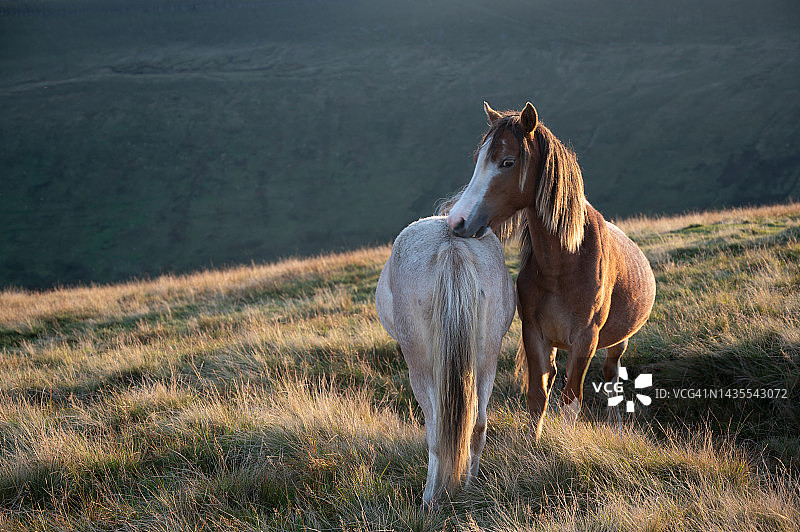 布雷肯比肯斯山地野马图片素材