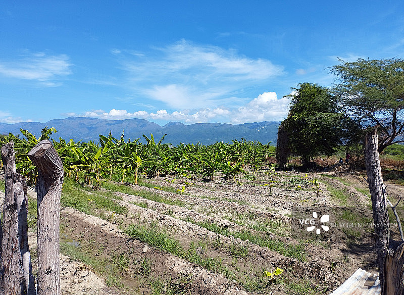 蓝天下的大蕉种植园图片素材