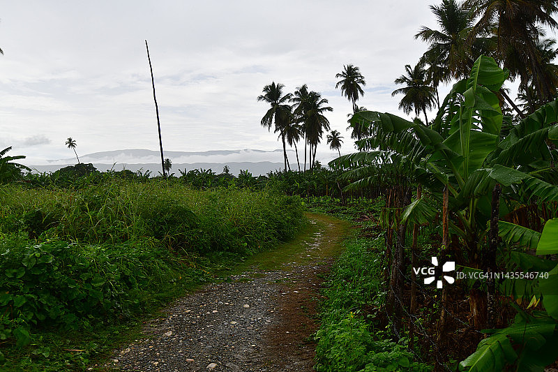 雨中的车前草和椰子种植园图片素材