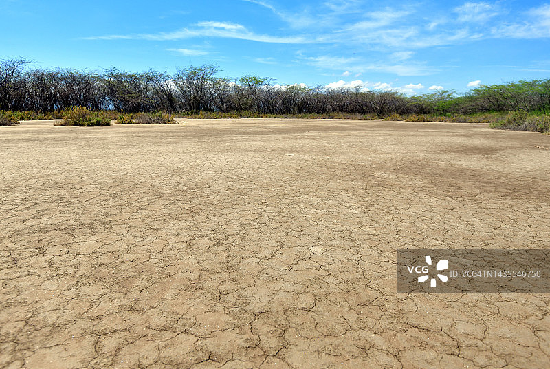 带刺的金合欢树和盐角草的贫瘠盐碱地图片素材