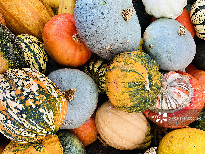 特写镜头下的弯颈南瓜图片素材