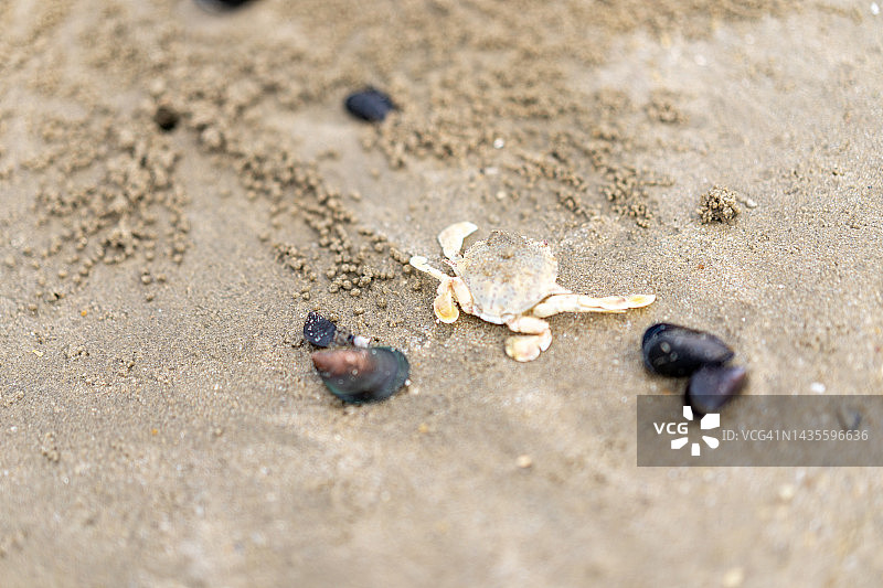 沙滩上的死螃蟹图片素材