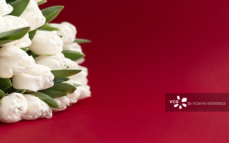 红色背景上的白色郁金香特写图片素材
