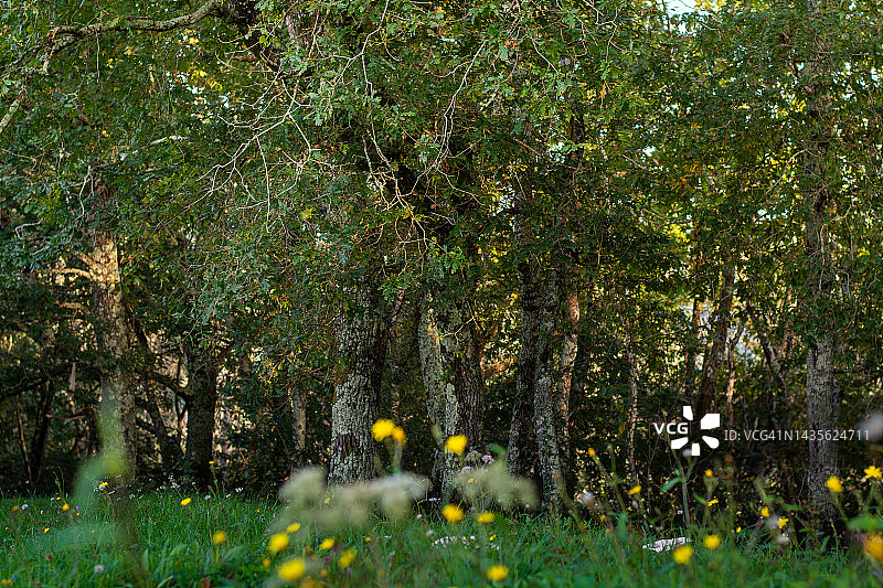 绿色草地与黄色野花橡树林图片素材