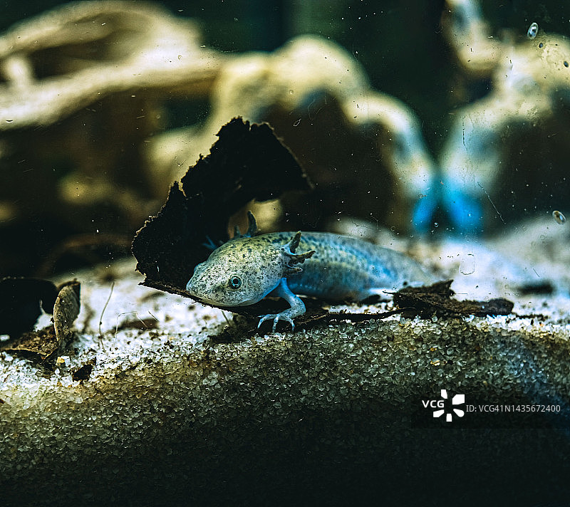 墨西哥钝口螈图片素材