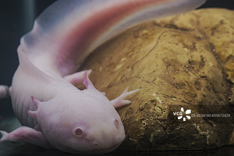 墨西哥钝口螈图片素材