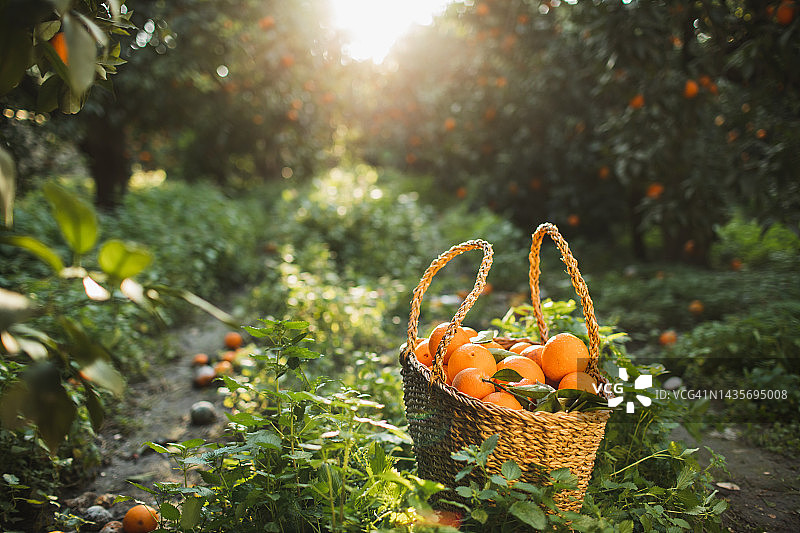 农场里树上生长的橙子图片素材
