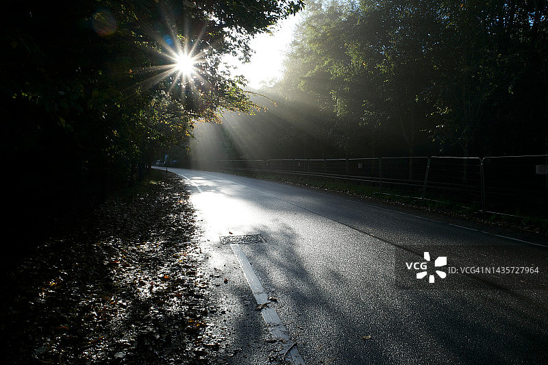 阳光穿过薄雾中的树图片素材