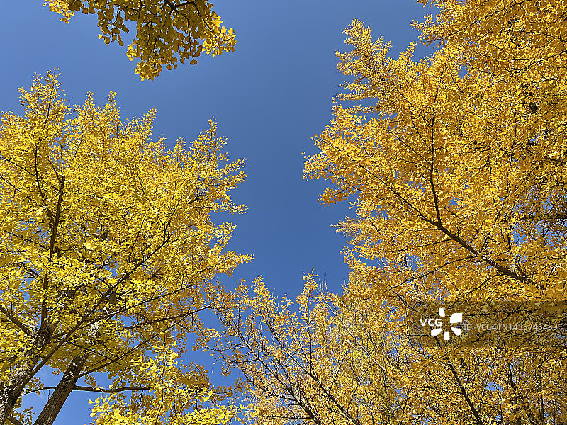自然公园的黄色银杏树与蓝天图片素材