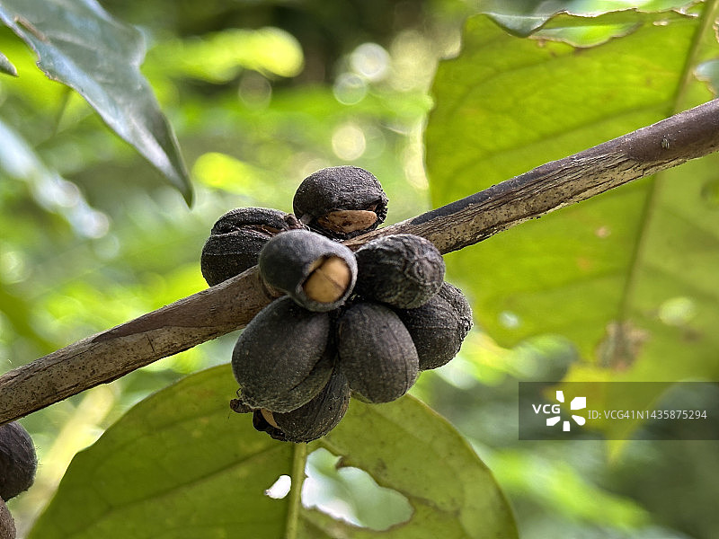 红色和黑色的咖啡豆图片素材
