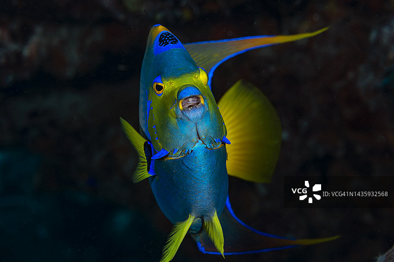 女王神仙鱼图片素材