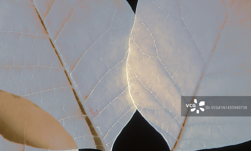 不饱和的皇家紫色烟雾灌木叶图片素材