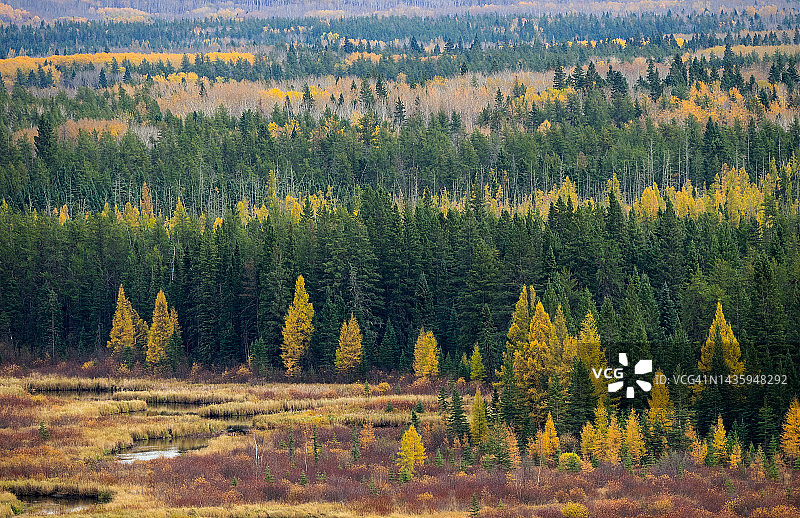 俯瞰秋季的北方森林图片素材