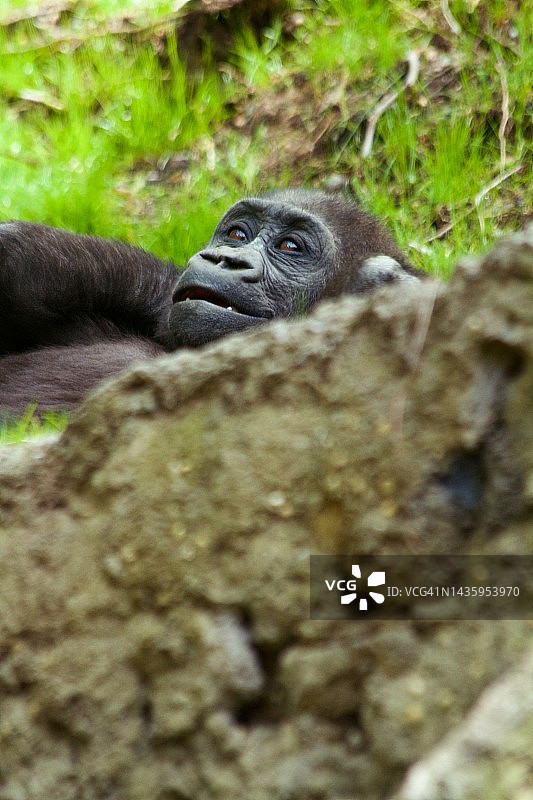 放松的西部低地大猩猩宝宝图片素材