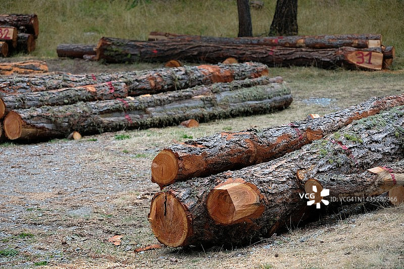 被砍伐的树干，伐木图片素材