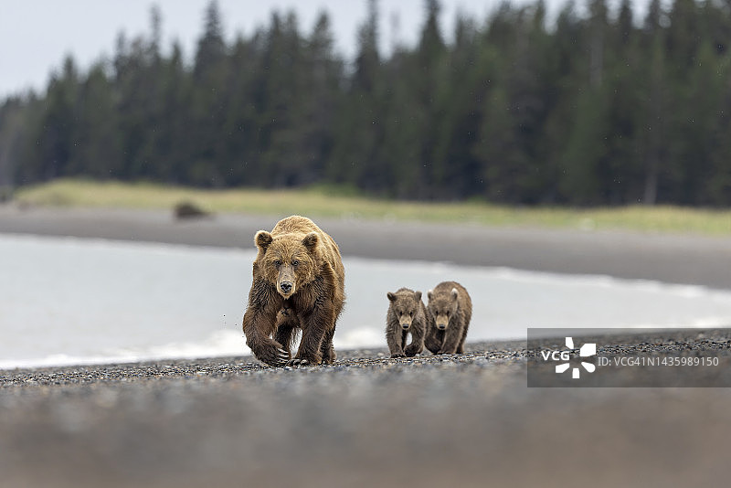 熊在海滩漫步图片素材